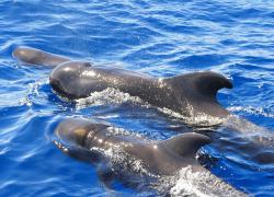 pilot whales at the surface