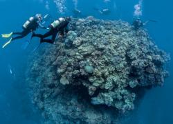Pinnacle Diving Great barrier Reef Australia 