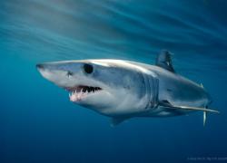 mako shark