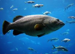 Queensland grouper in an aquarium
