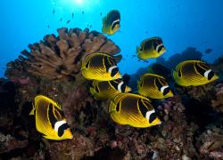 raccoon butterflyfish