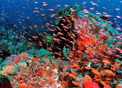 Dampier Strait, Raja Ampat