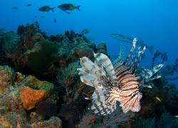 Invasive lionfish on the coral reefs of the Caribbean