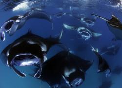 manta mass feeding in Maldives