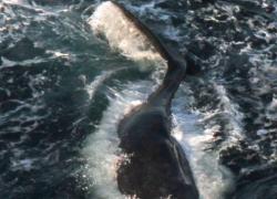 right whale calf