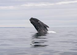 right whale breaching