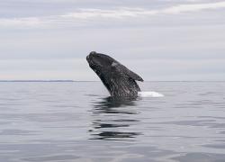 right whale