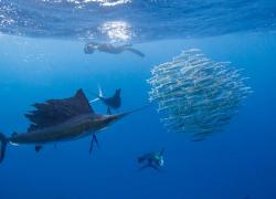 Sailfish Isla Mujeres video hunt