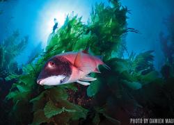 Sheephead fish San Clemente scuba diving