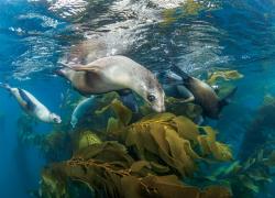 scuba diving with sea lions