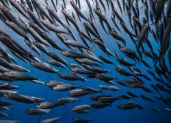 Sardine school