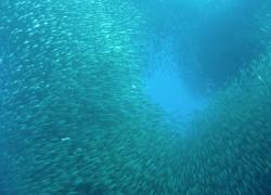 schooling fish video