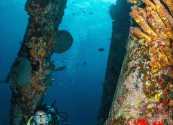 Scuba diver underwater photo coral reef