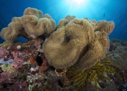 scuba diving Philippines