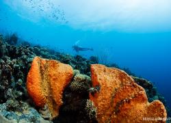 Scuba Diving Bonaire Corals