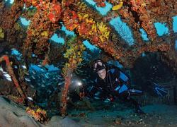 Scuba diver exploring the Mizpah shipwreck in Palm Beach, Florida