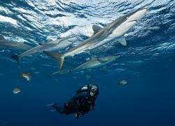 Scuba diving gear for adventurous thrill-seeking scuba divers sharks