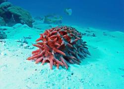 Sea Cucumber