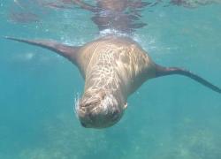 sea lions playing