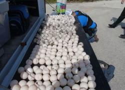 sea turtle egg theft