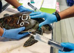 Cold-stunned loggerhead sea turtles can require rapid treatment.