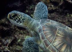 scuba diving Lanai, Hawaii