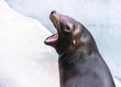 Seal with an open mouth