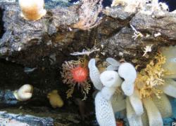 Epilithic organisms on hard substrate