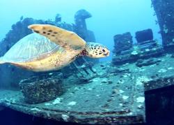 sea turtle hawaii