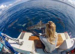 Shark Allies