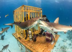 Shark Dive Guinness World Record