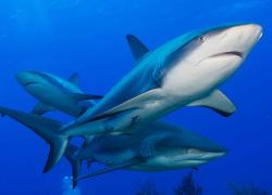 shark fin ban united states
