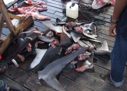 shark finning