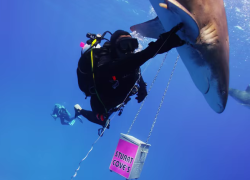 Oceanic whitetip shark fishing hook removal Bahamas