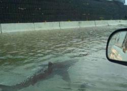 Twitter shark during Hurricane Irma