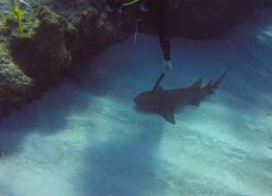 knife shark head cayman brac video