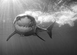 Shark Week 2016 TV schedule