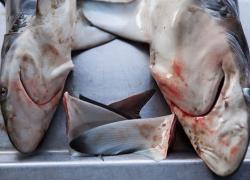 Dead sharks at a fish market