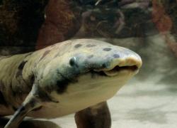 Granddad the Chicago Shedd Aquarium Australian lungfish