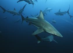 shoal of sharks