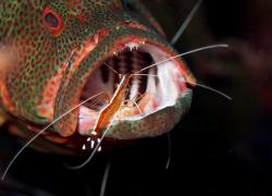 A shrimp cleans the mouth of a grouper.