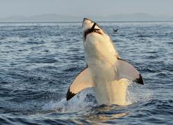 great white shark breach