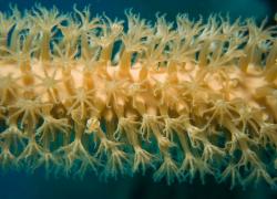 coral polyps st. lucia