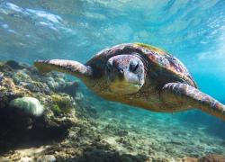sea turtle