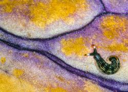 snail underwater photography purple gold reef