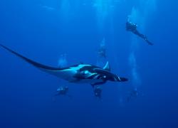 socorro island manta ray