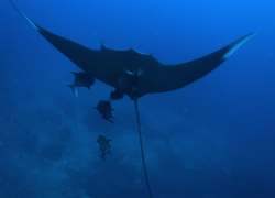scuba diving socorro mexico