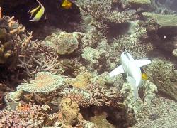 sofi robotic fish