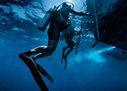 Horizontal Deep Dive Teaser