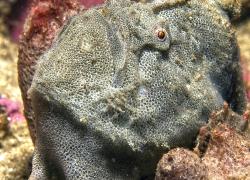 Red-fingered anglerfish underwater photo marine life